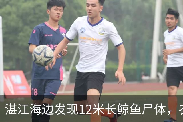 湛江海边发现12米长鲸鱼尸体，农业农村局：已漂走且有爆炸风险，请船只和人员勿靠近