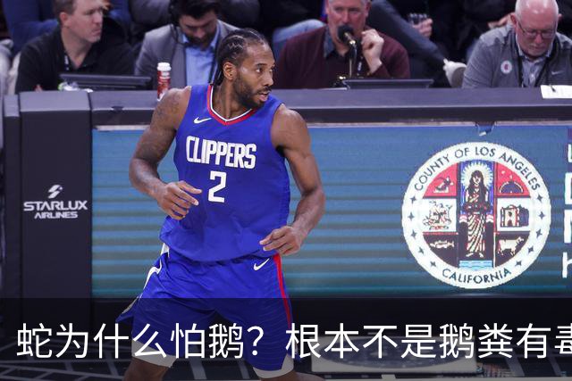 蛇为什么怕鹅？根本不是鹅粪有毒！真正原因是大鹅三大绝杀技能